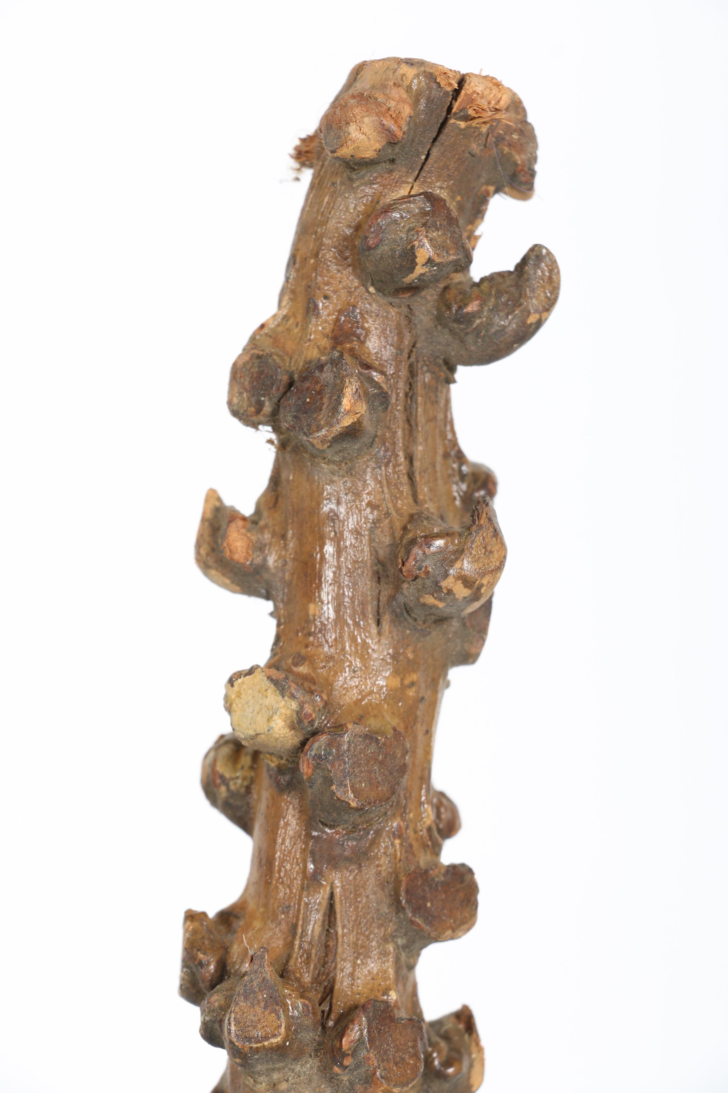 Walking Stick Collection