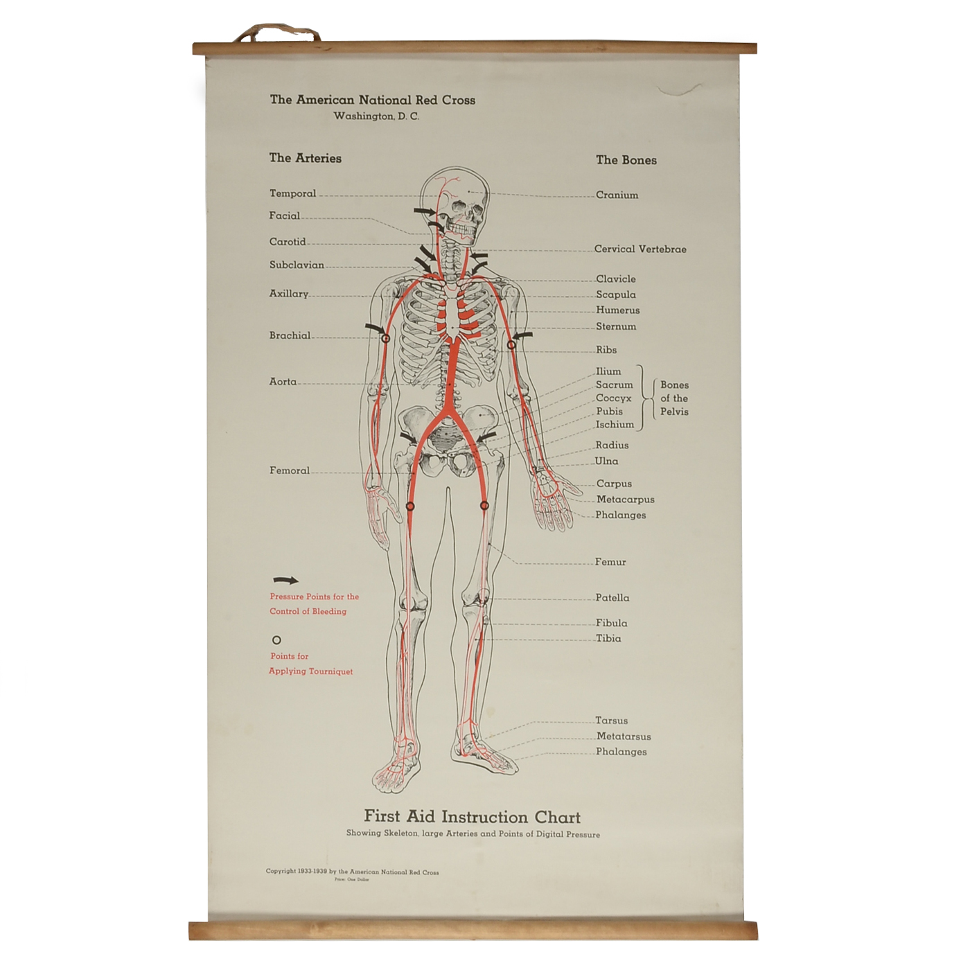 1930s Red Cross Skeletal Chart