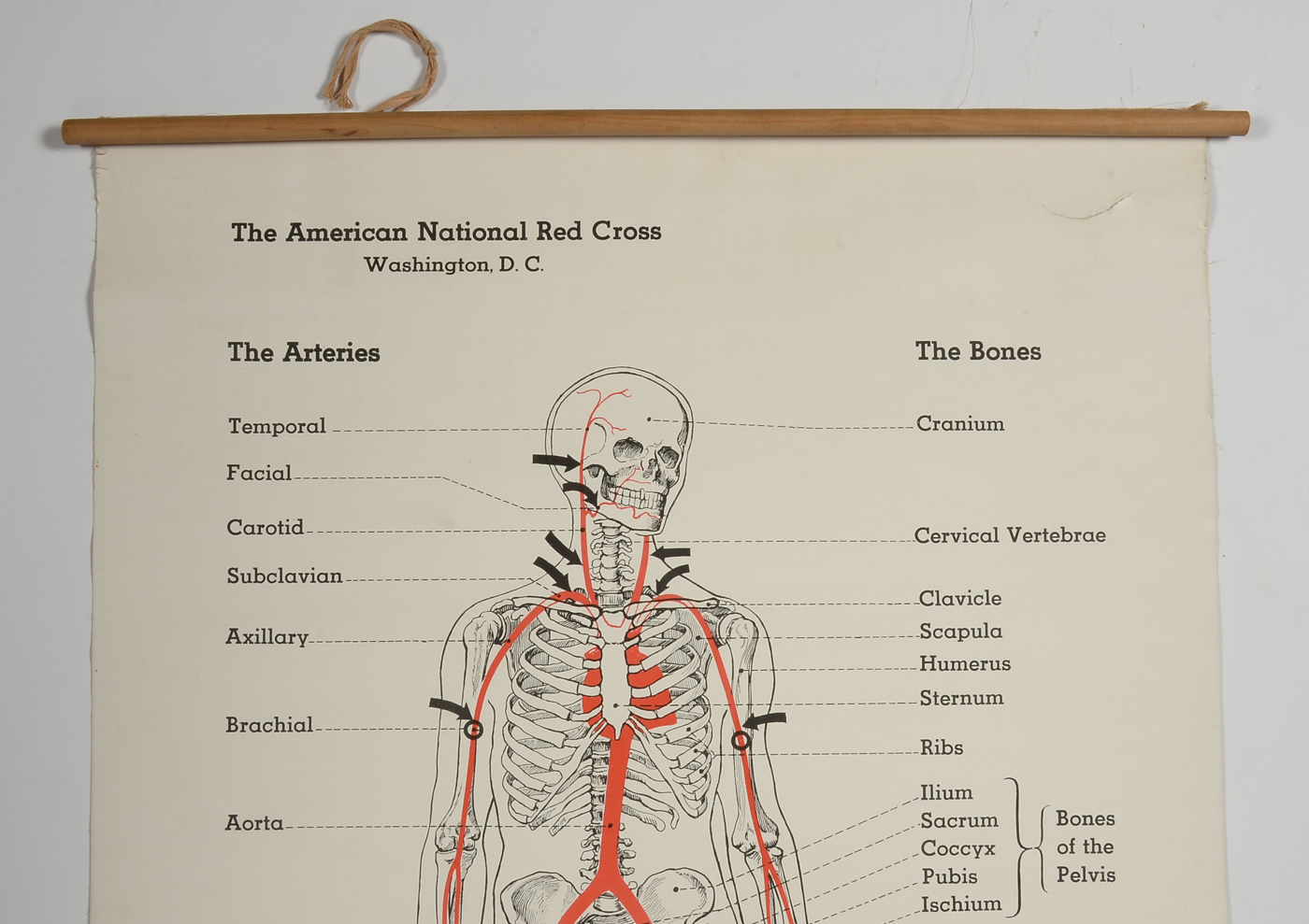 1930s Red Cross Skeletal Chart