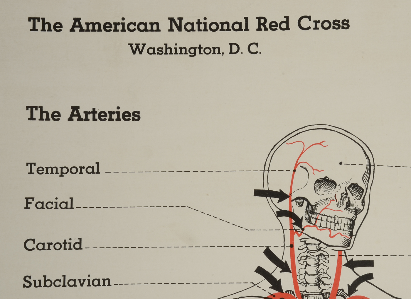 1930s Red Cross Skeletal Chart
