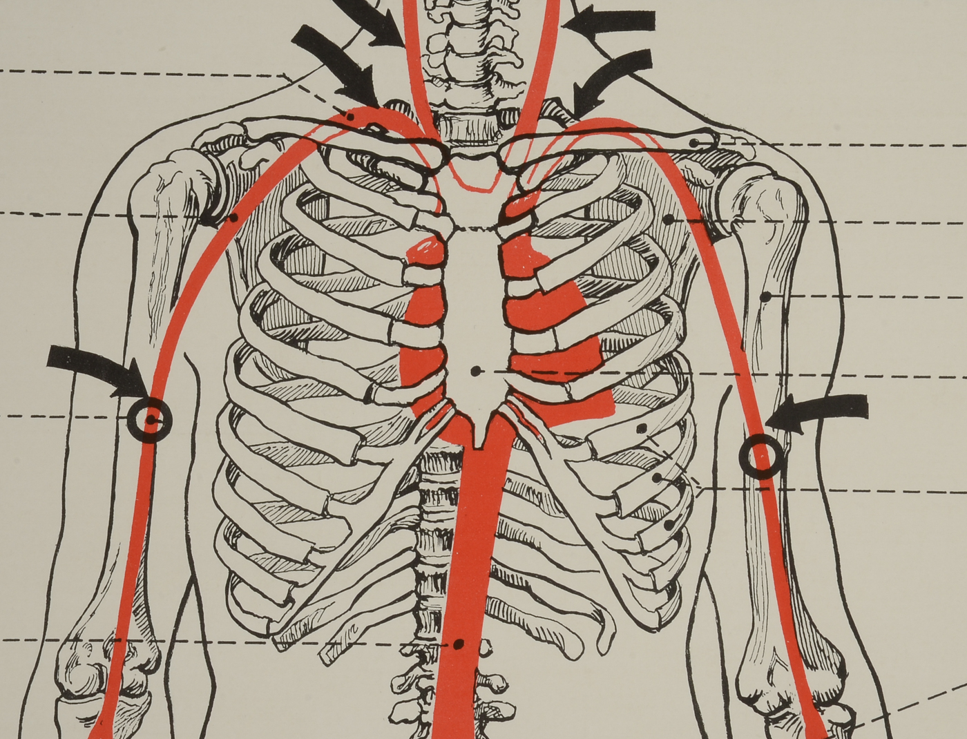 1930s Red Cross Skeletal Chart