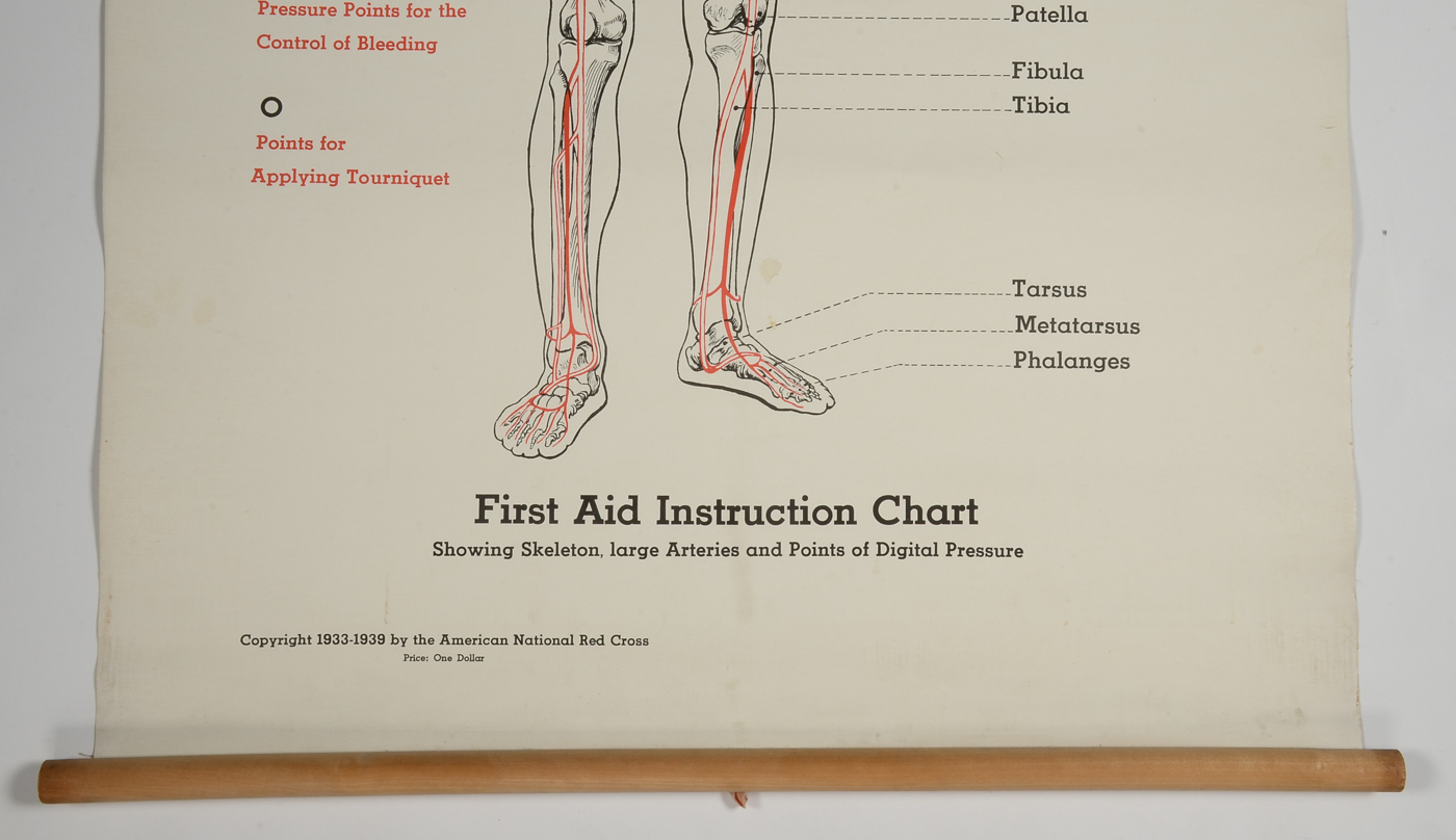 1930s Red Cross Skeletal Chart