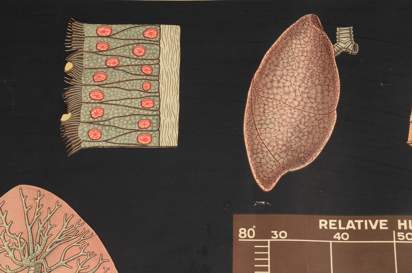 Two Antique Health and Hygiene Posters