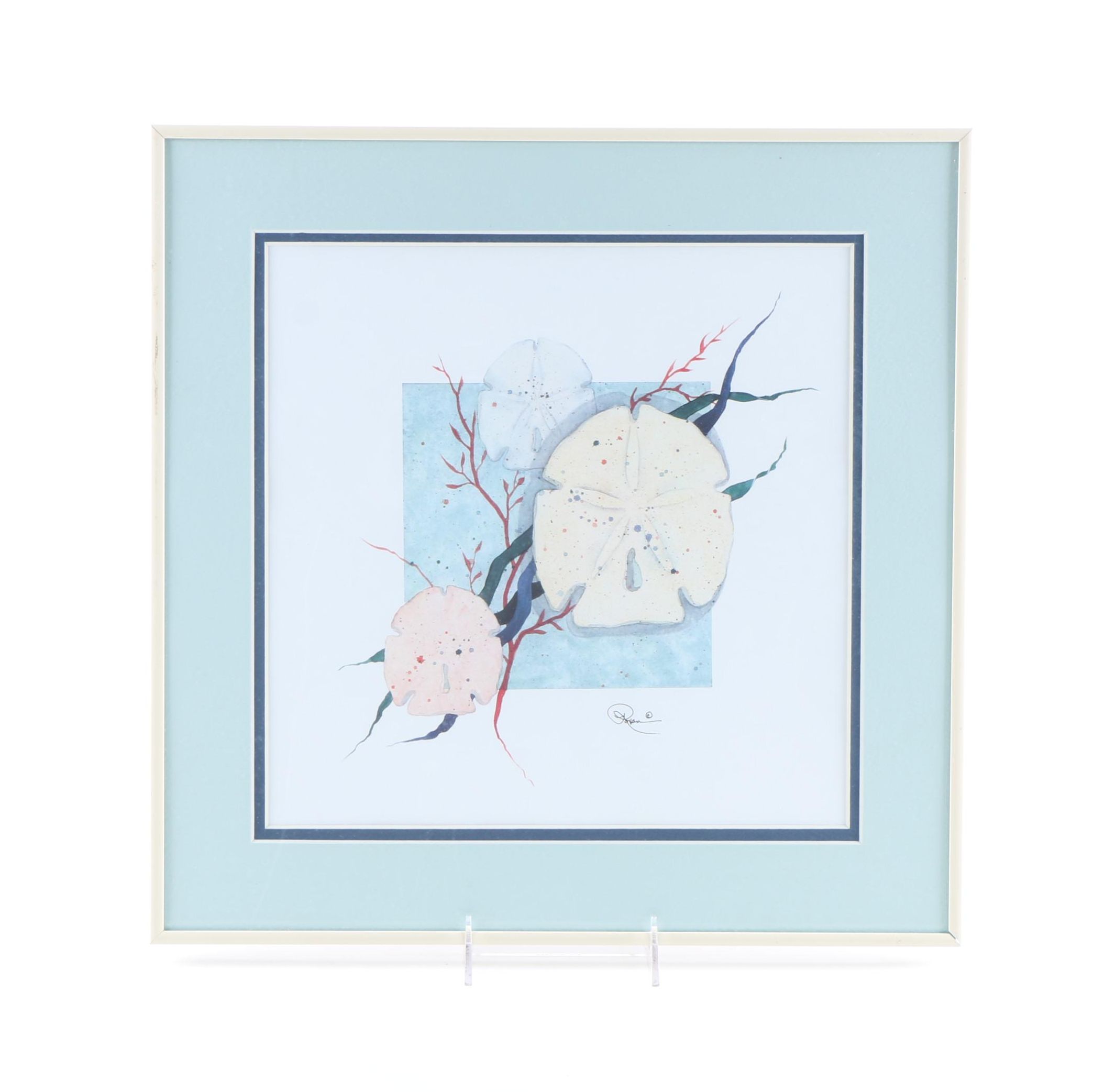 Framed Offset Lithograph of Sand Dollars
