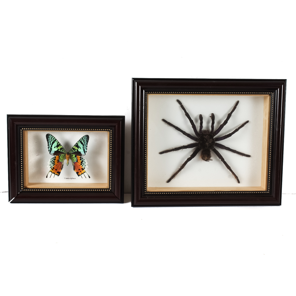 Taxidermy Specimen Pair