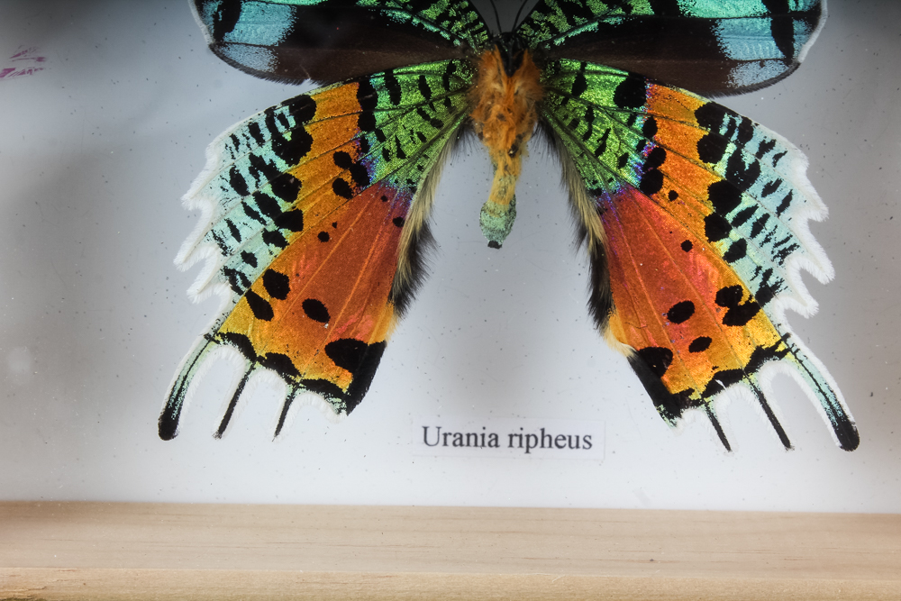 Taxidermy Specimen Pair