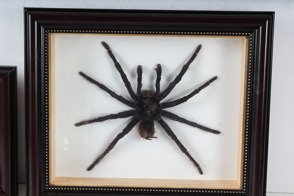 Taxidermy Specimen Pair