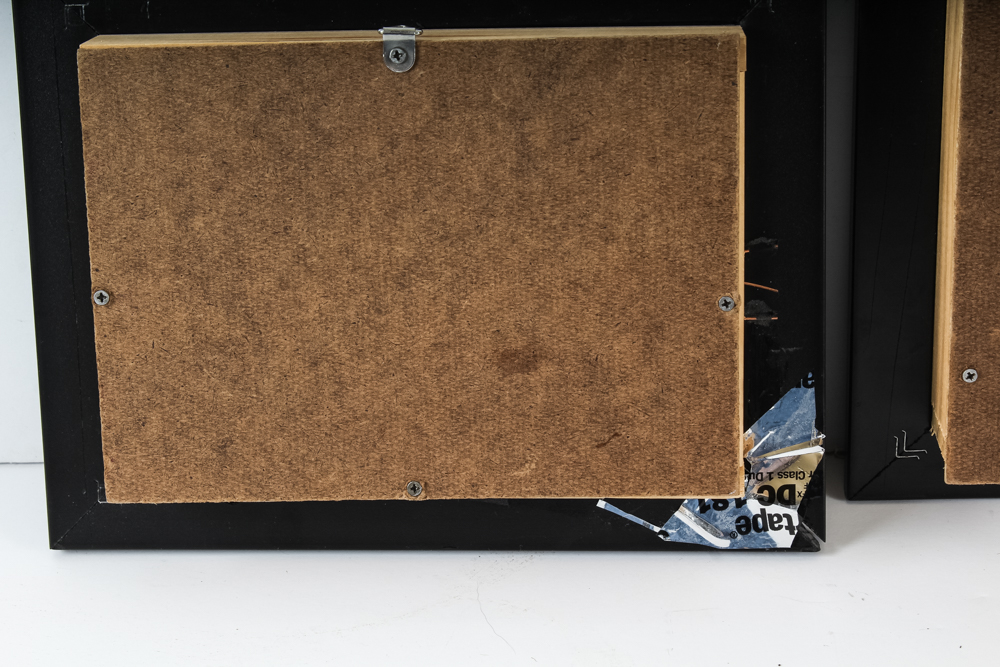 Taxidermy Specimen Pair