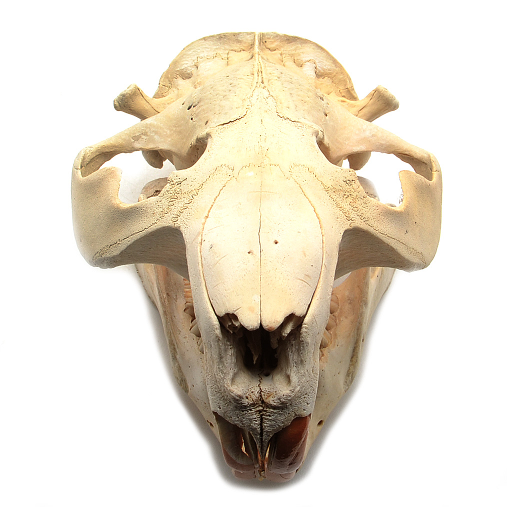 North American Beaver Skull