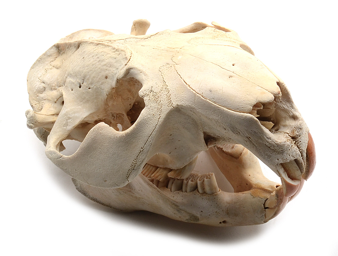 North American Beaver Skull