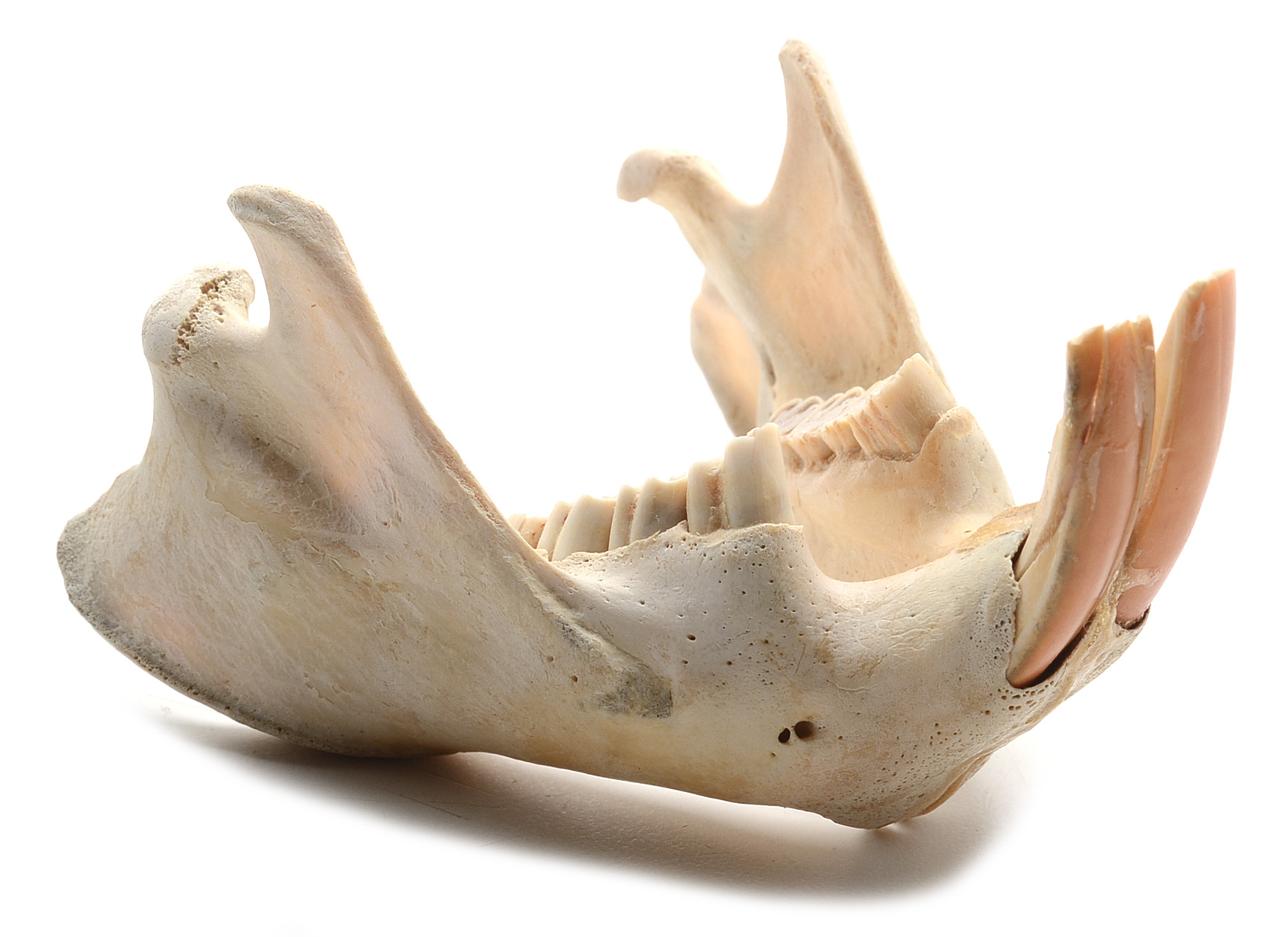 North American Beaver Skull