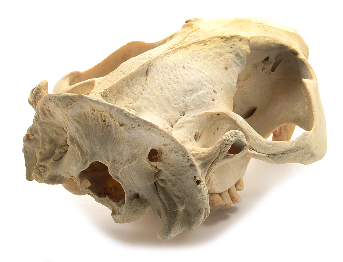 North American Beaver Skull