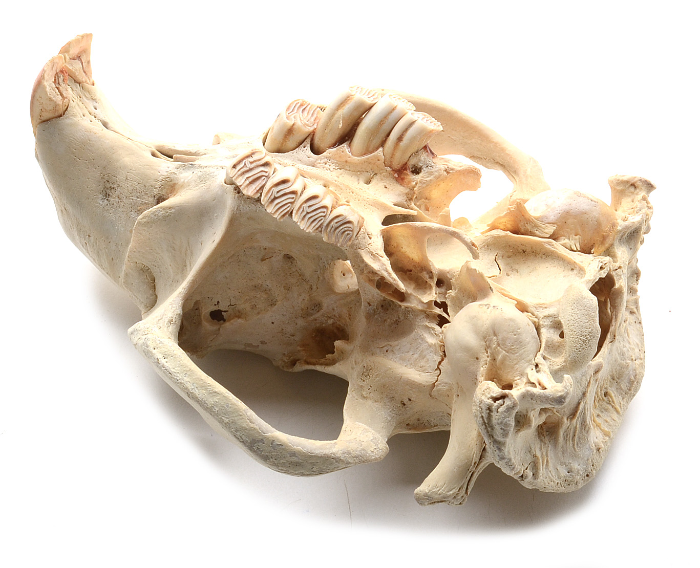 North American Beaver Skull
