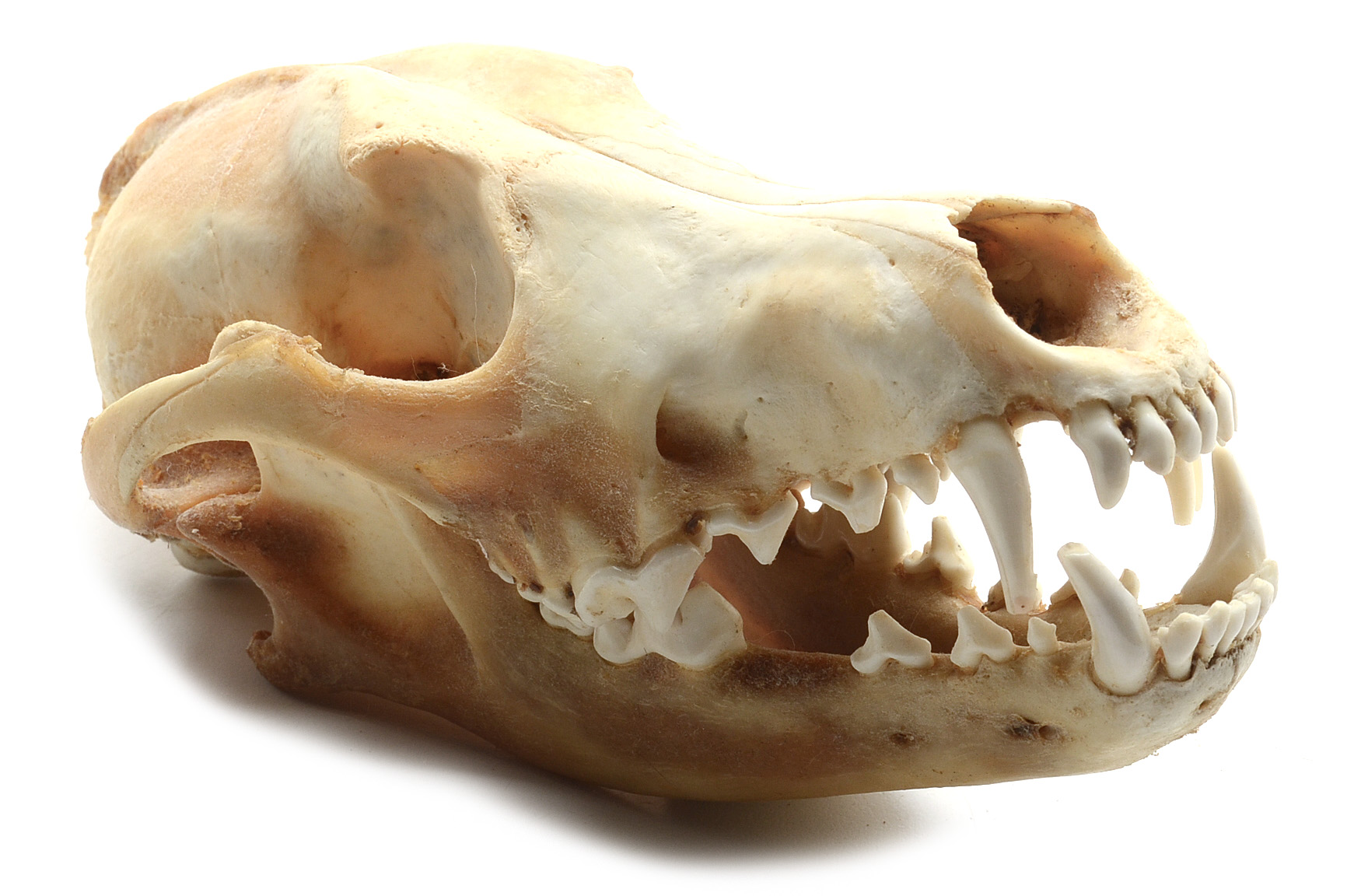 Two Complete Coyote Skulls