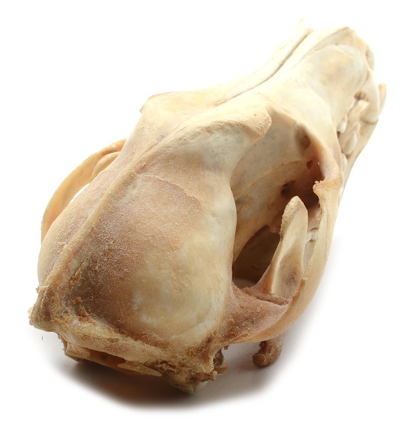 Two Complete Coyote Skulls