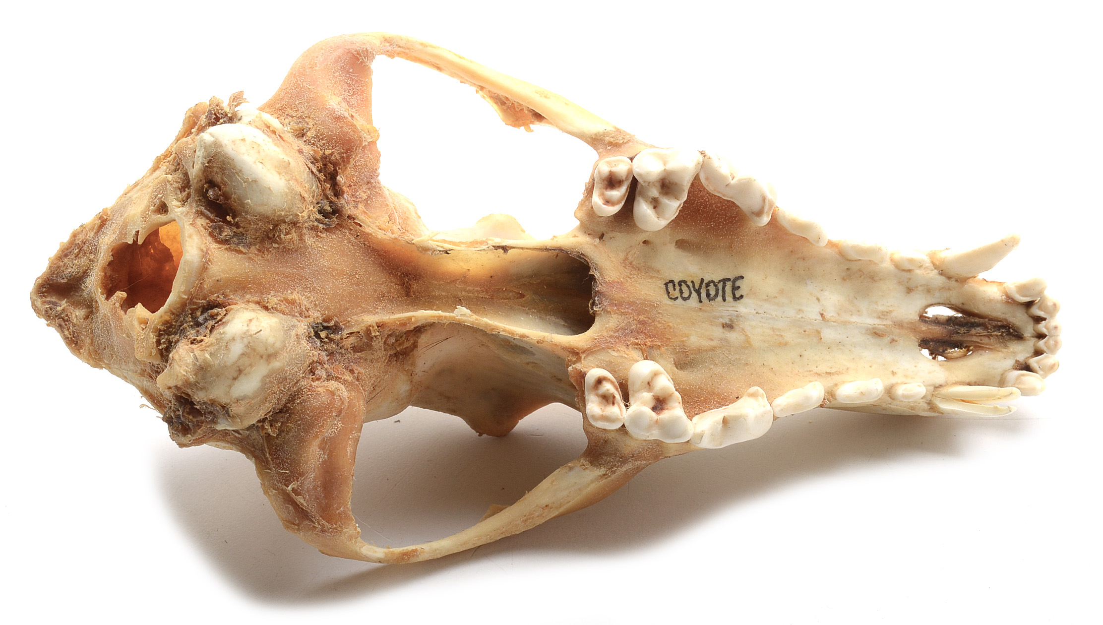 Two Complete Coyote Skulls