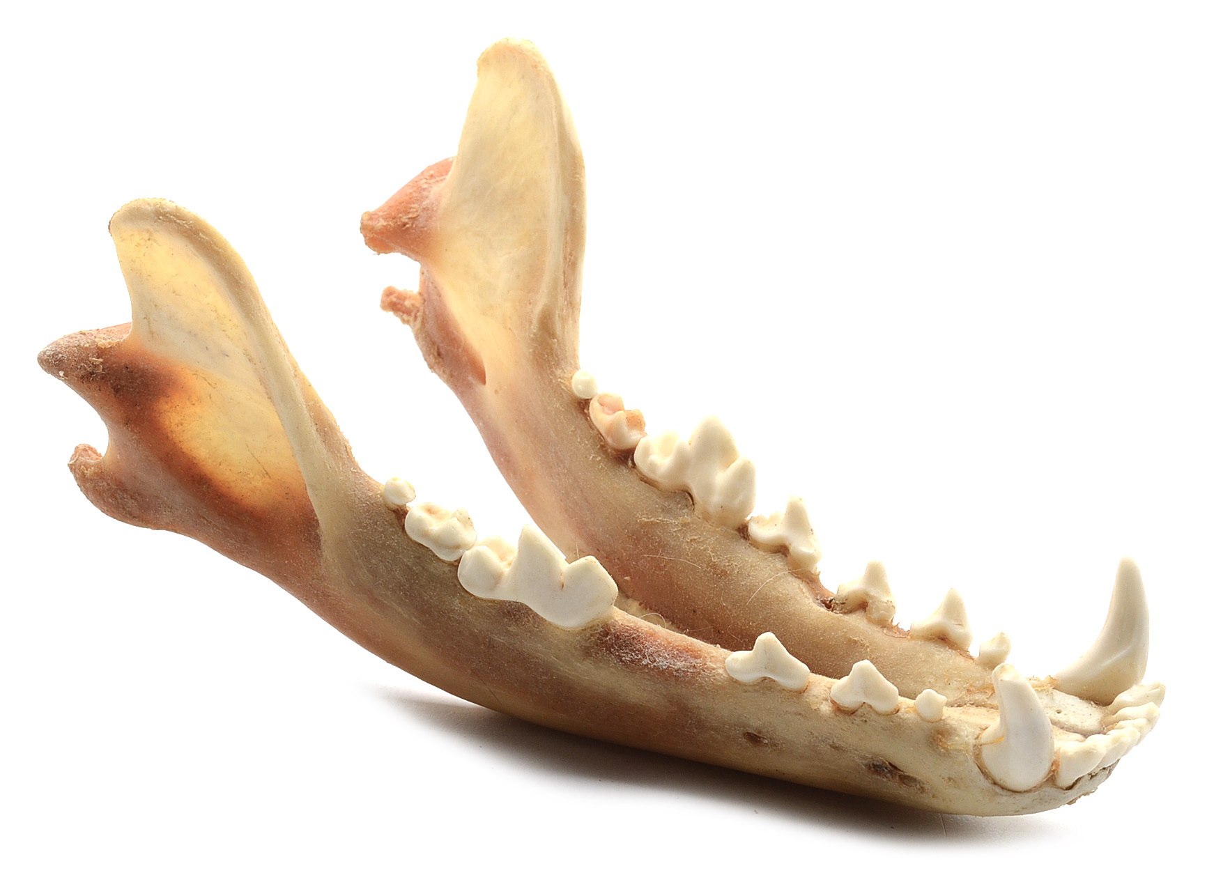 Two Complete Coyote Skulls