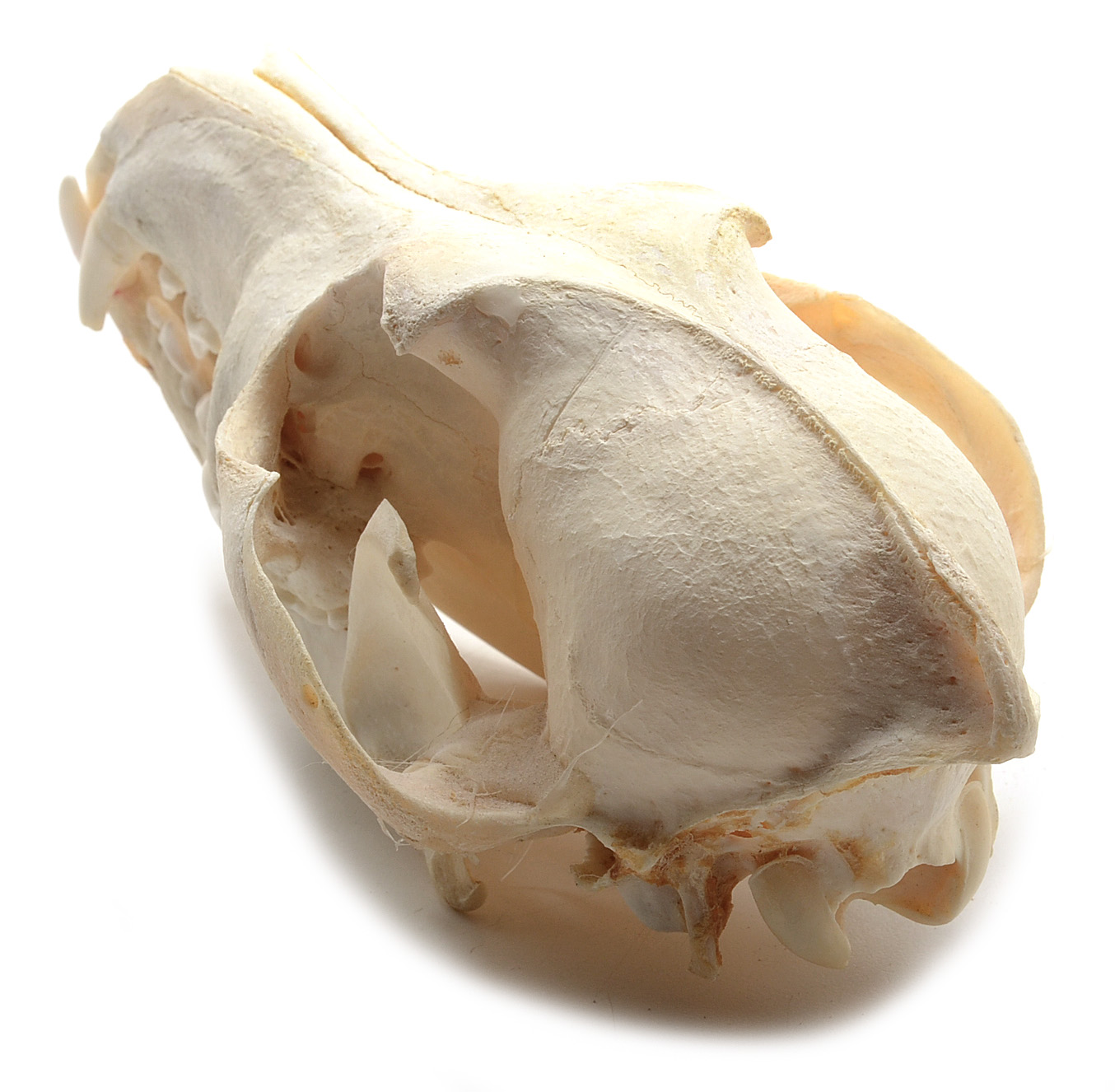 Two Complete Coyote Skulls