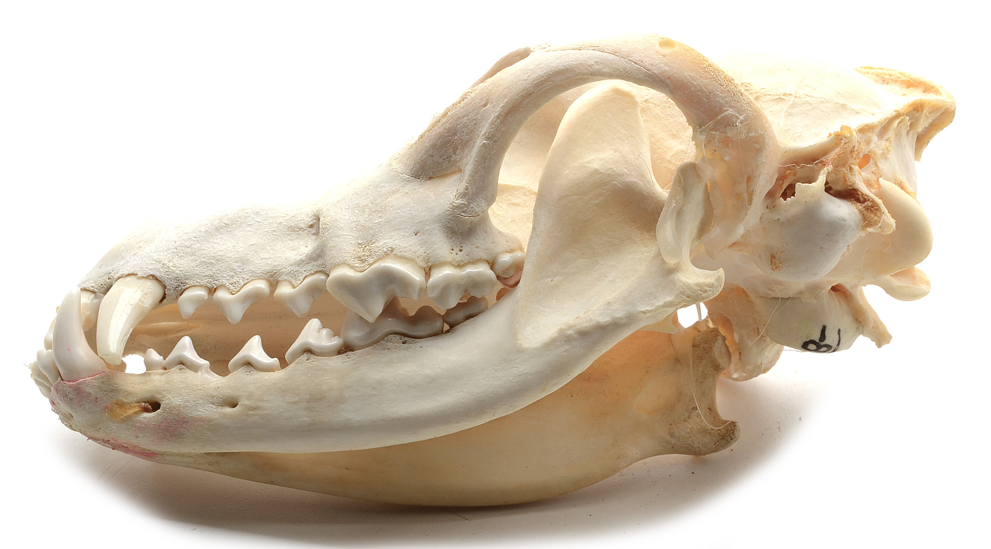 Two Complete Coyote Skulls