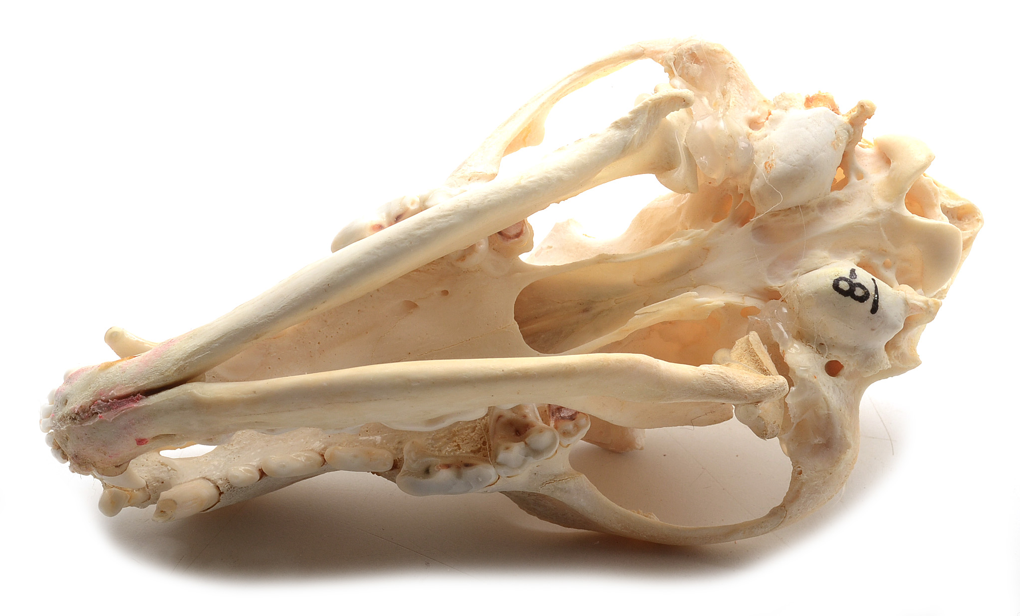 Two Complete Coyote Skulls