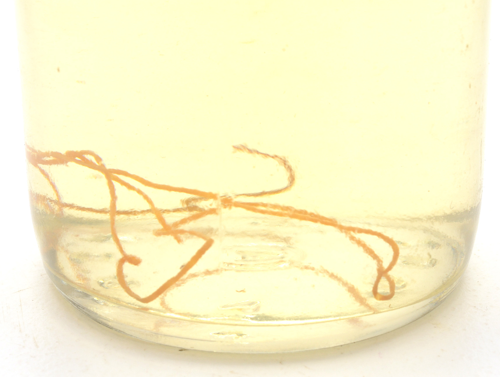 Worm Specimen with Antique and Vintage Worm Remedies