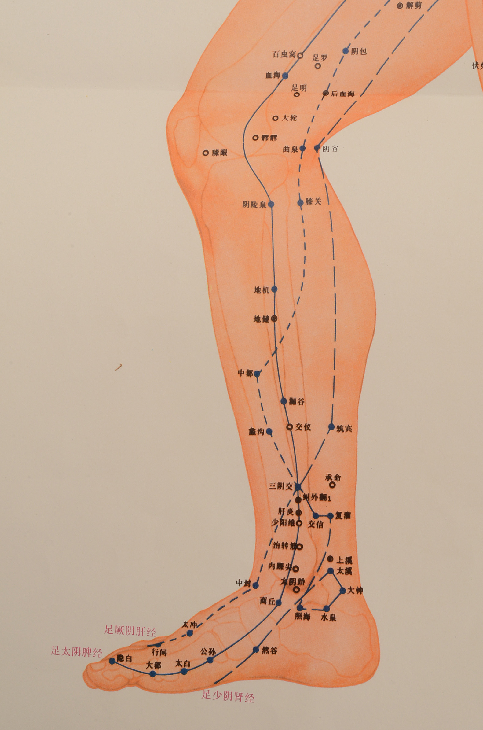 Vintage Chinese Acupuncture Chart