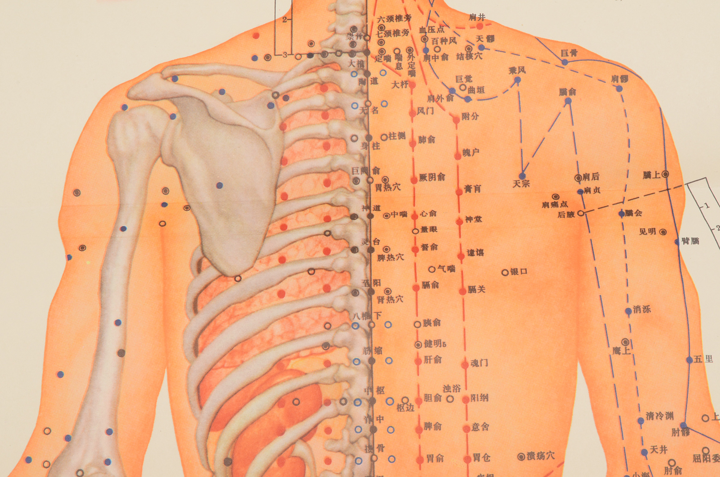 Vintage Chinese Acupuncture Chart
