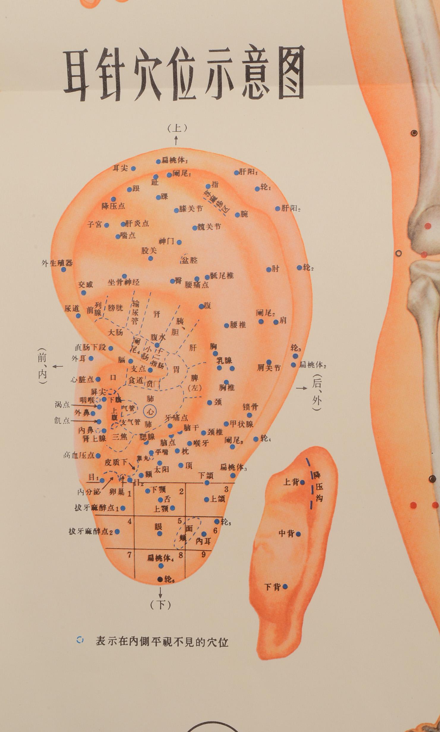 Vintage Chinese Acupuncture Chart