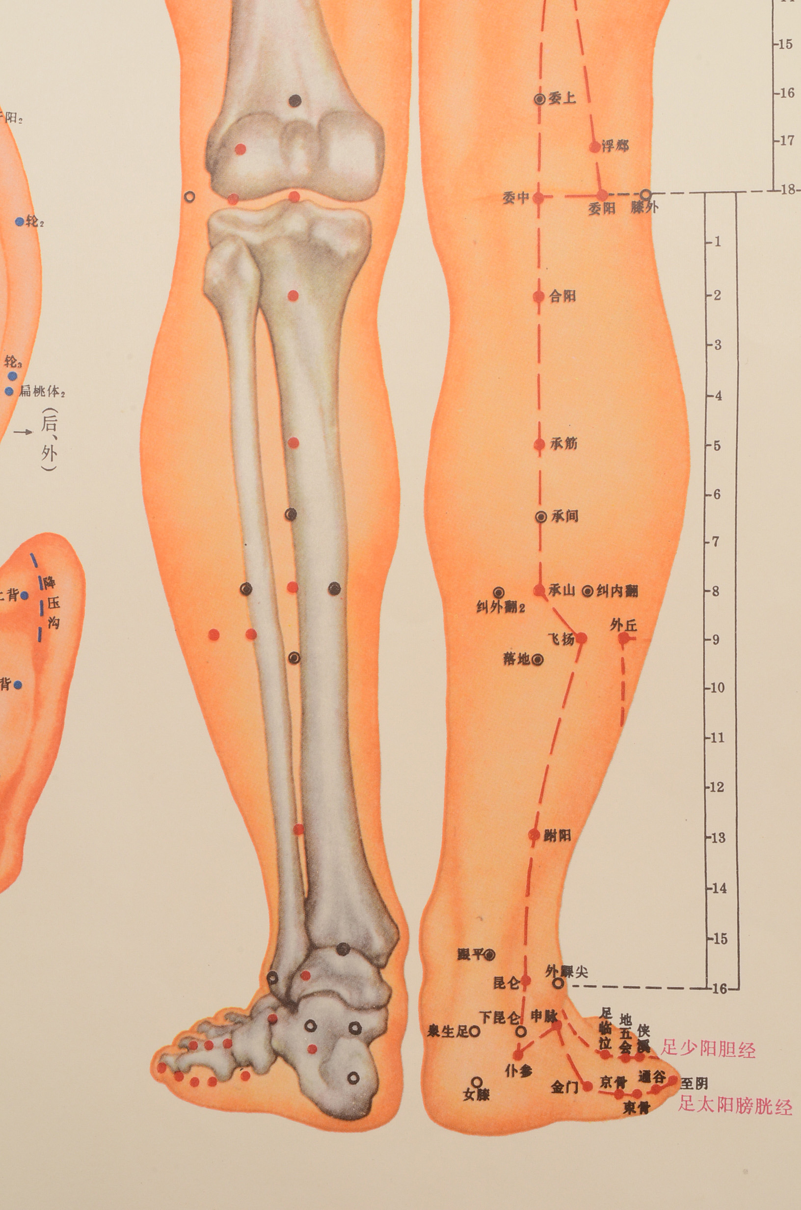 Vintage Chinese Acupuncture Chart