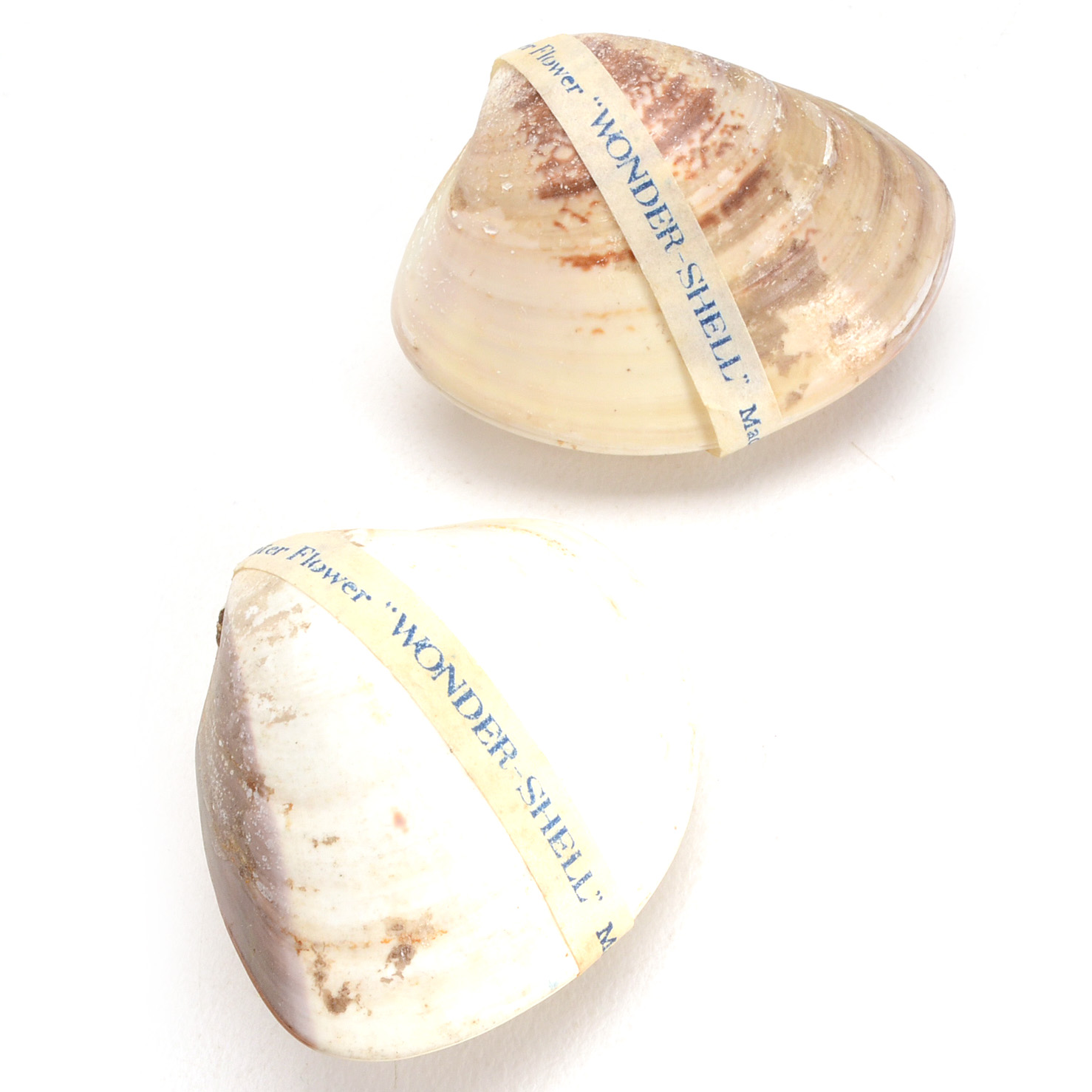 Pair of Flowering "Wonder Shells" with "Magic Water Flower"