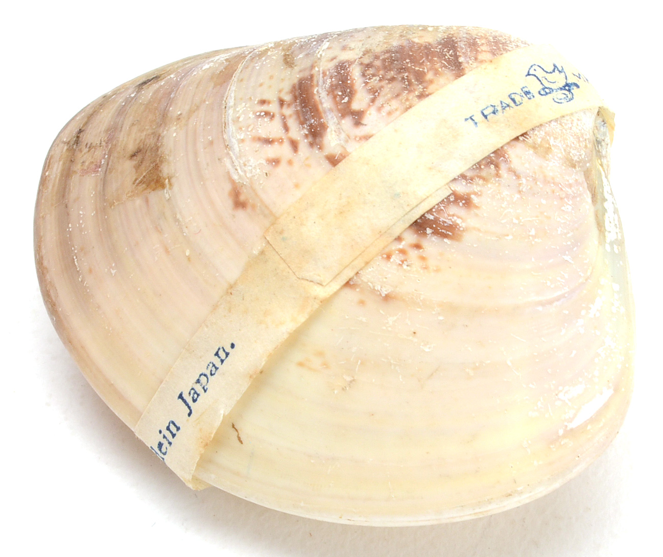 Pair of Flowering "Wonder Shells" with "Magic Water Flower"