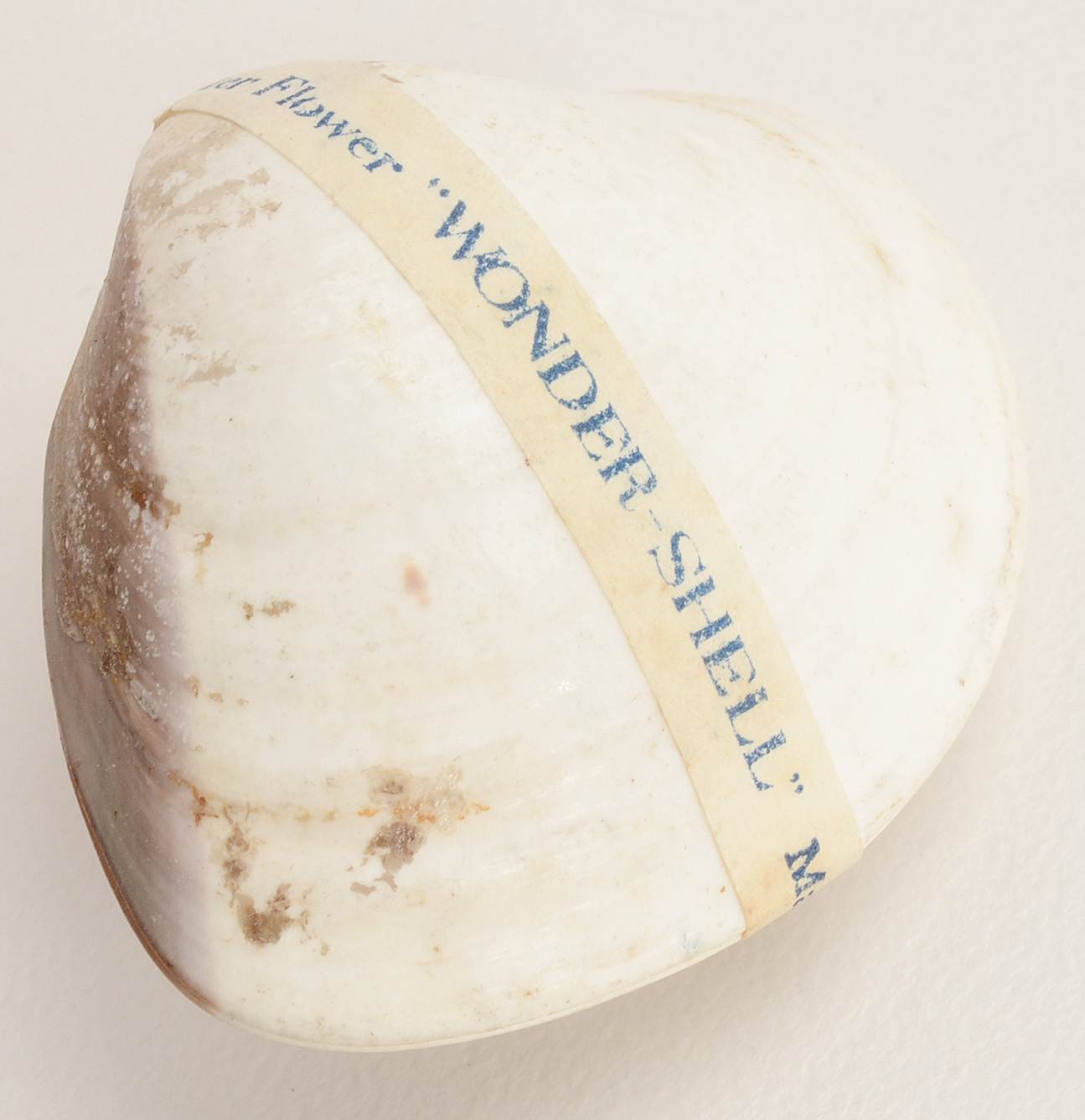 Pair of Flowering "Wonder Shells" with "Magic Water Flower"