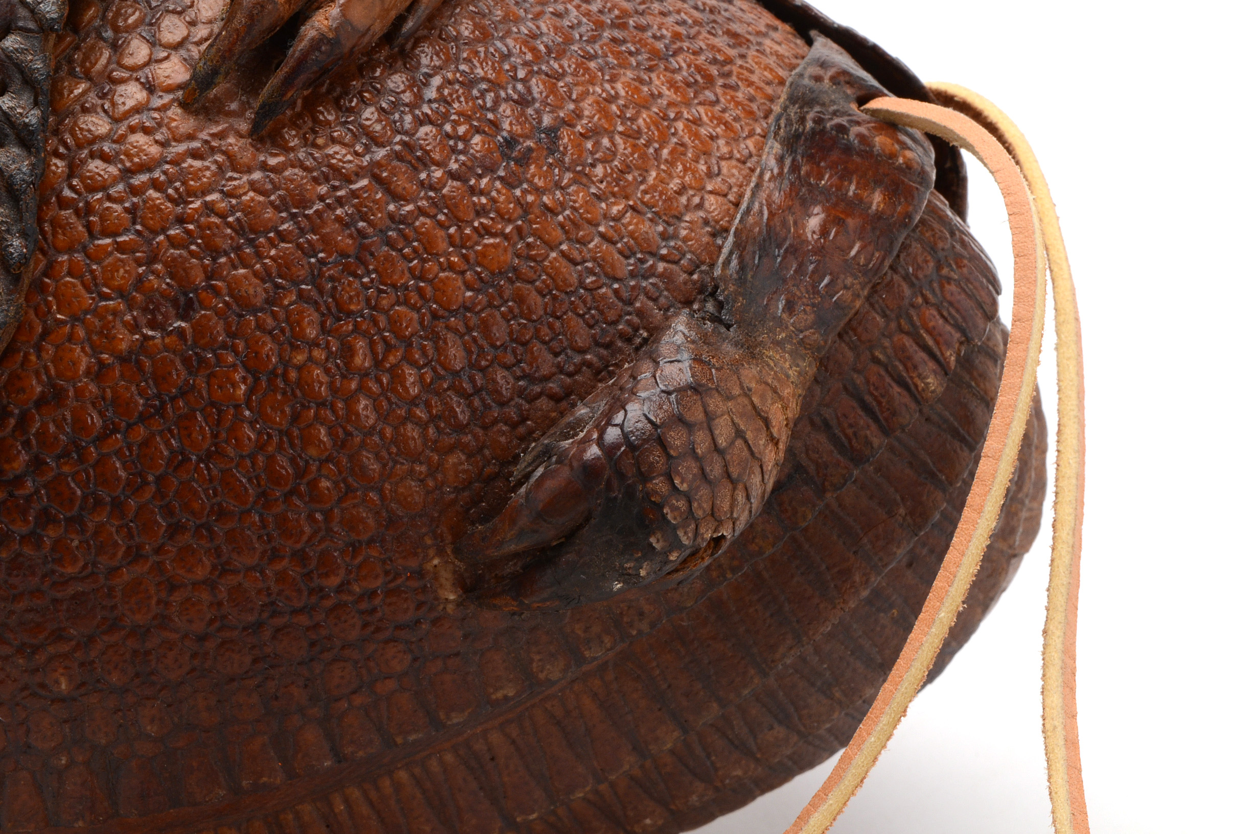 Taxidermy Armadillo Purse