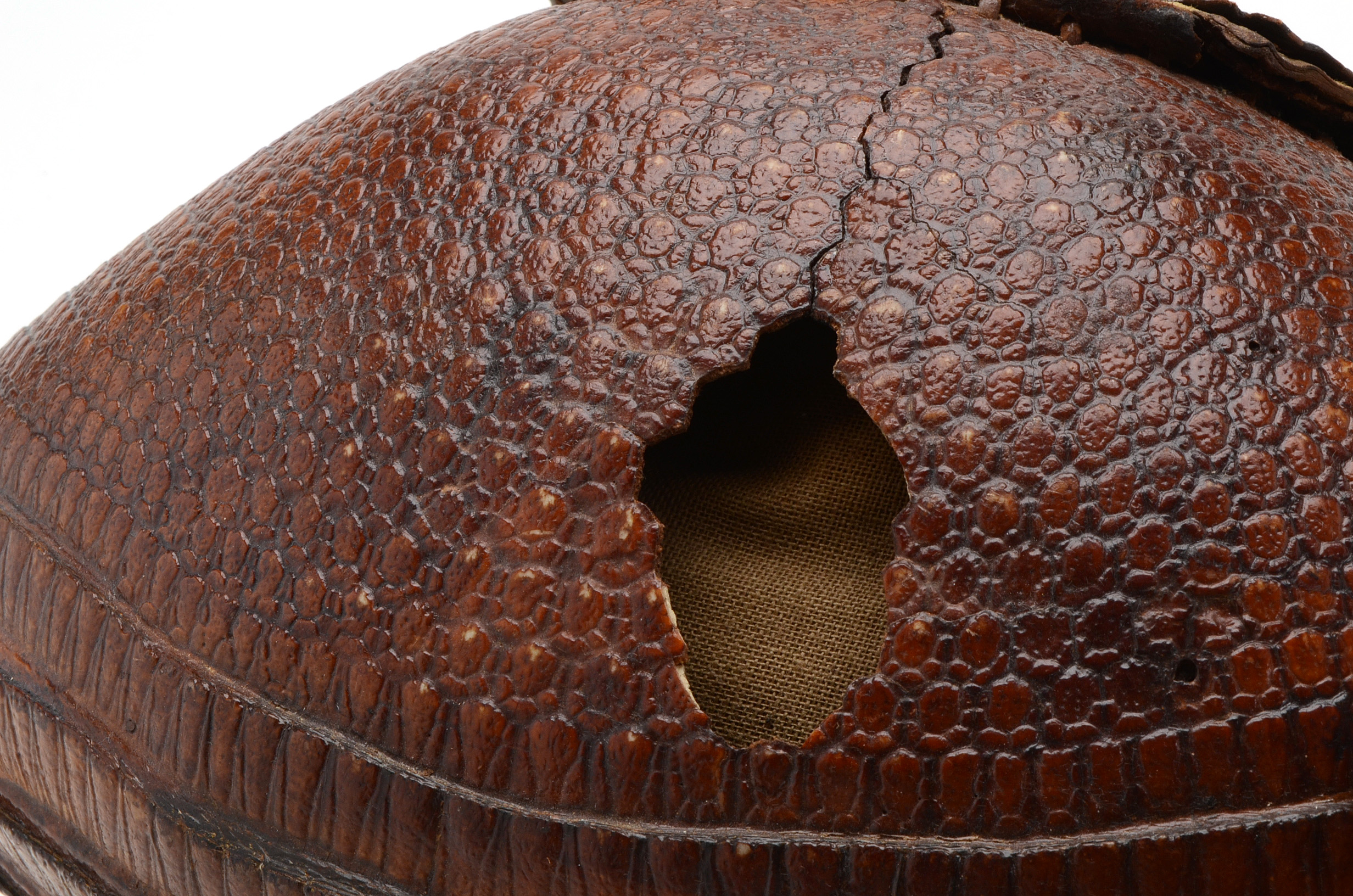Taxidermy Armadillo Purse