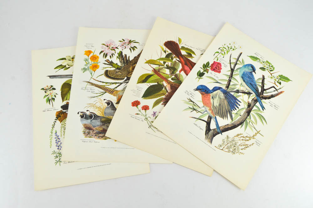 Collection of Audubon and Arthur Singer Offset Lithographs