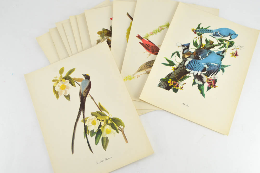 Collection of Audubon and Arthur Singer Offset Lithographs
