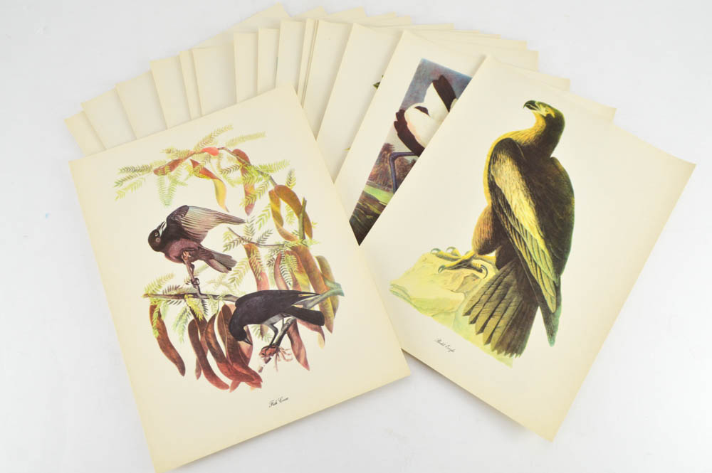 Collection of Audubon and Arthur Singer Offset Lithographs