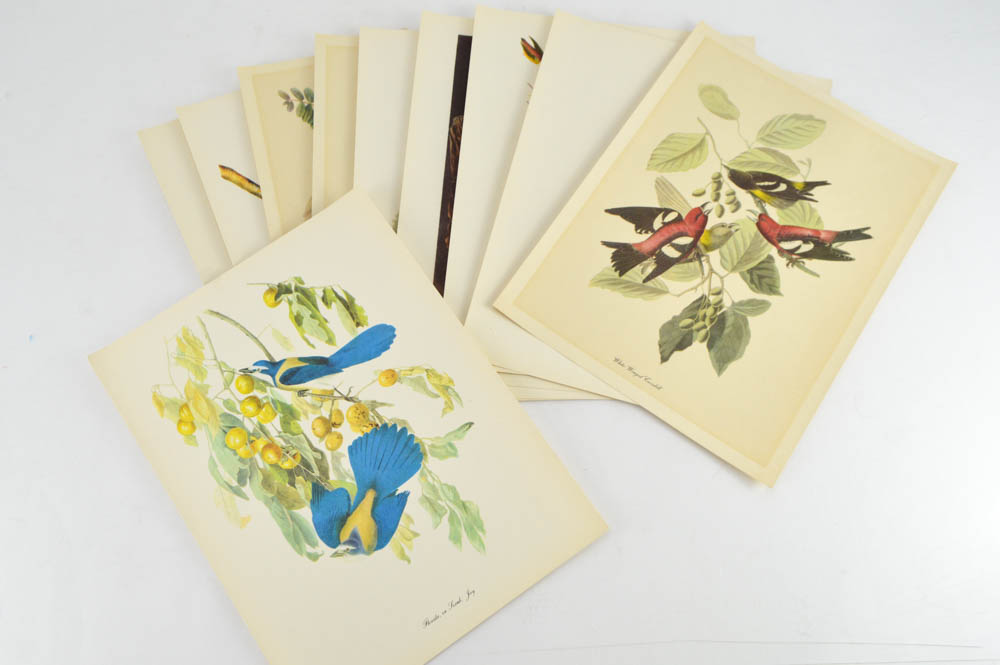 Collection of Audubon and Arthur Singer Offset Lithographs