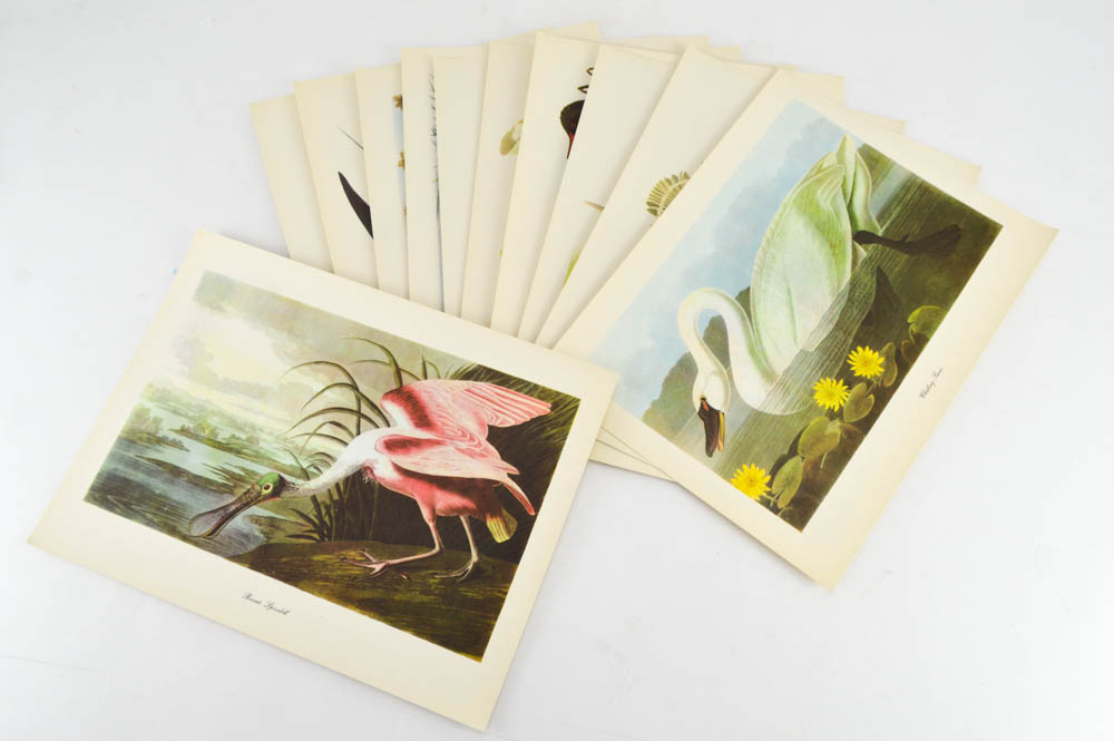 Collection of Audubon and Arthur Singer Offset Lithographs