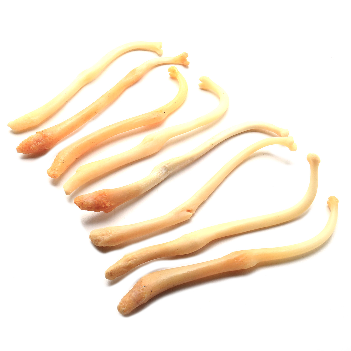 Broken and Healed Raccoon Baculum