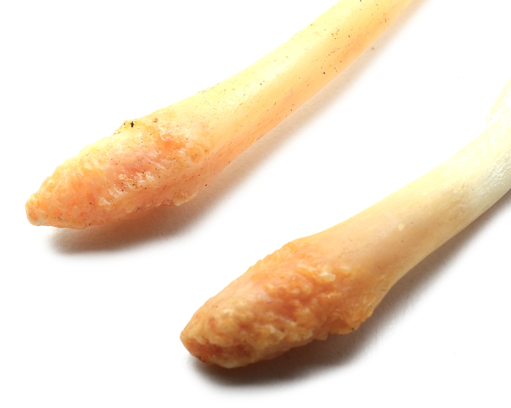 Broken and Healed Raccoon Baculum