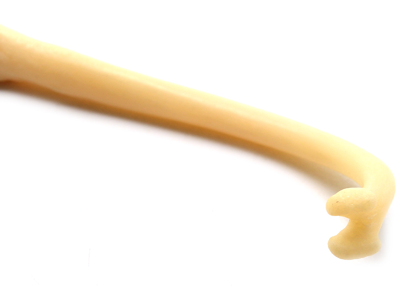 Broken and Healed Raccoon Baculum