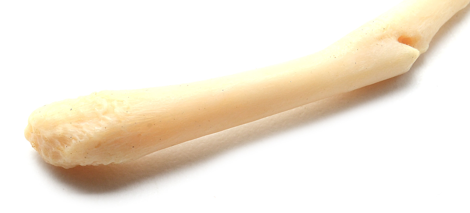 Broken and Healed Raccoon Baculum