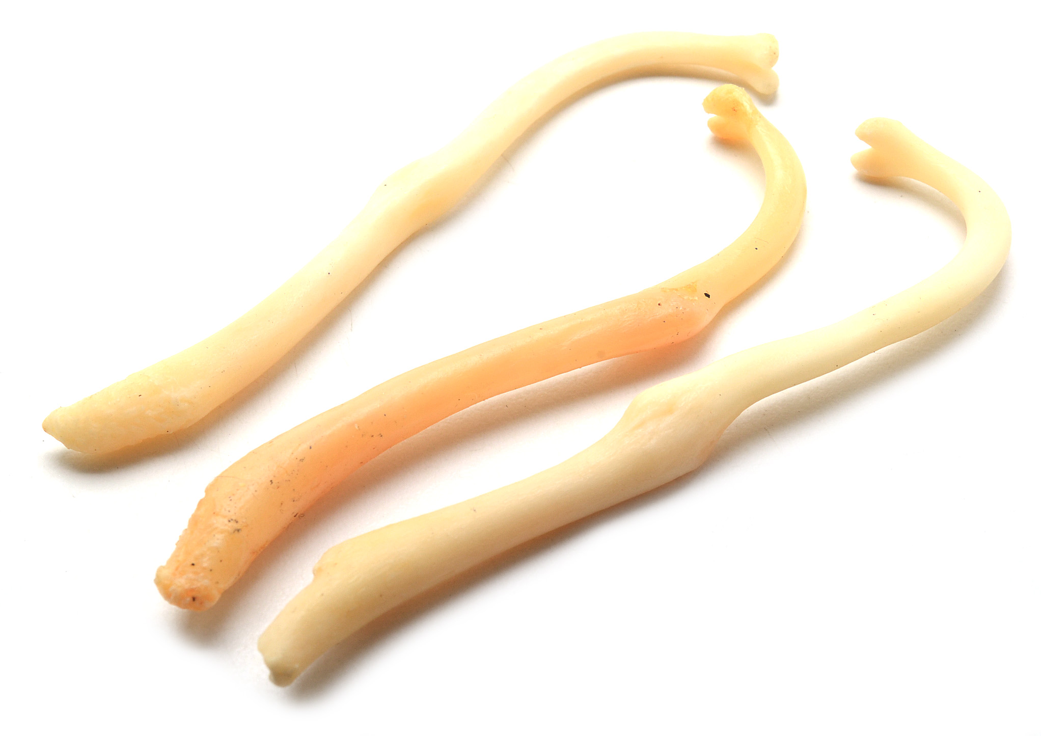 Broken and Healed Raccoon Baculum