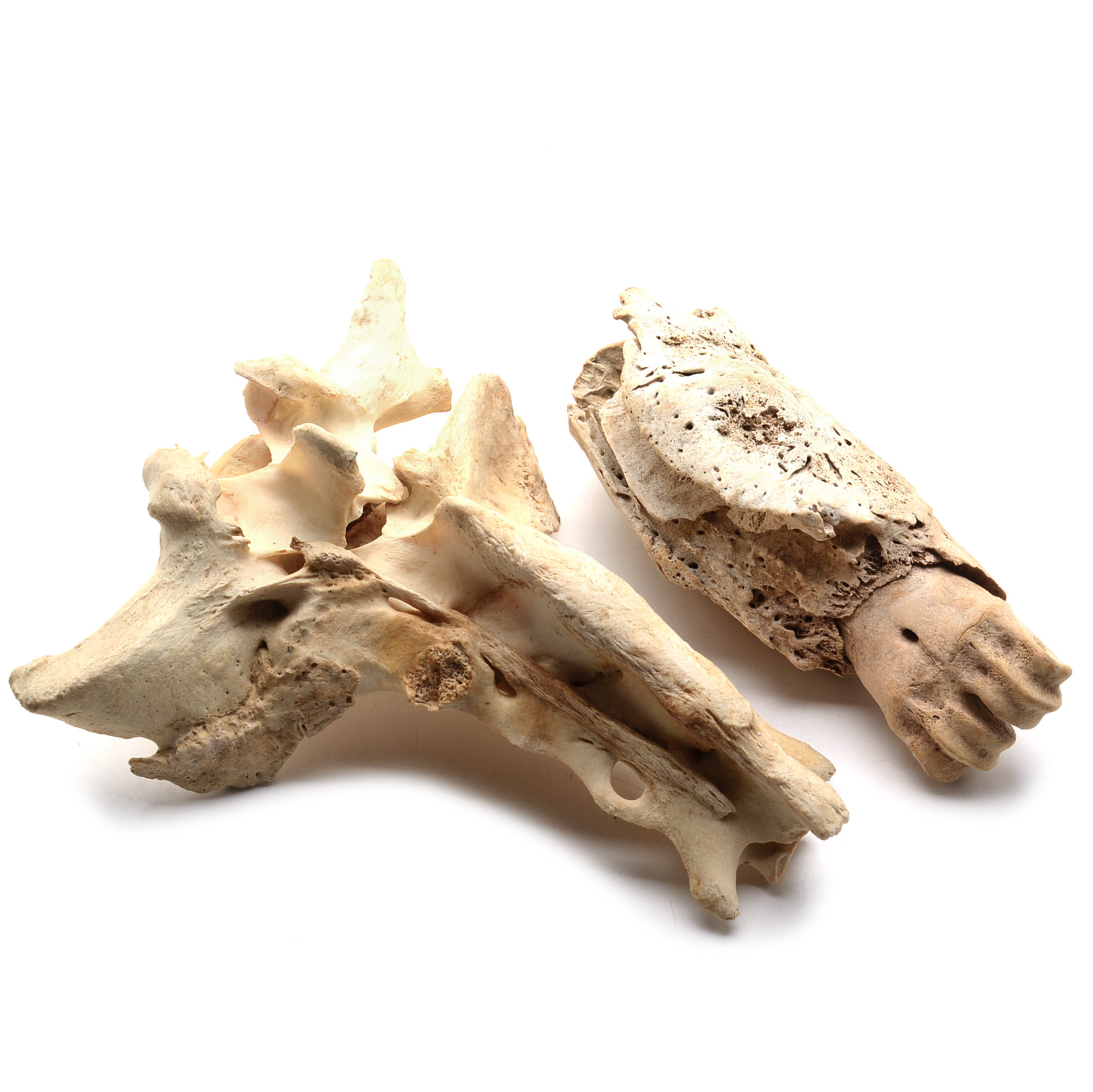 Two Moose Bones with Evidence of Healed Break
