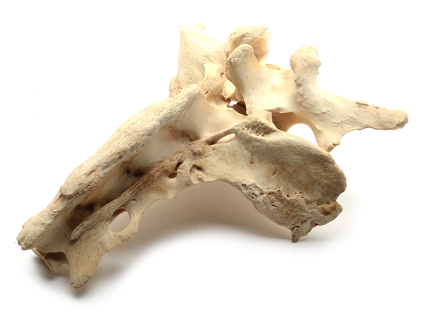 Two Moose Bones with Evidence of Healed Break