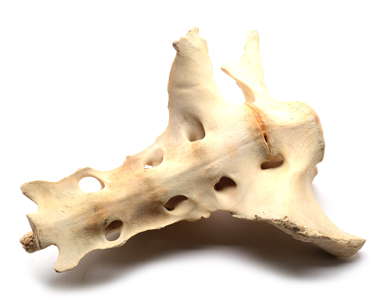 Two Moose Bones with Evidence of Healed Break