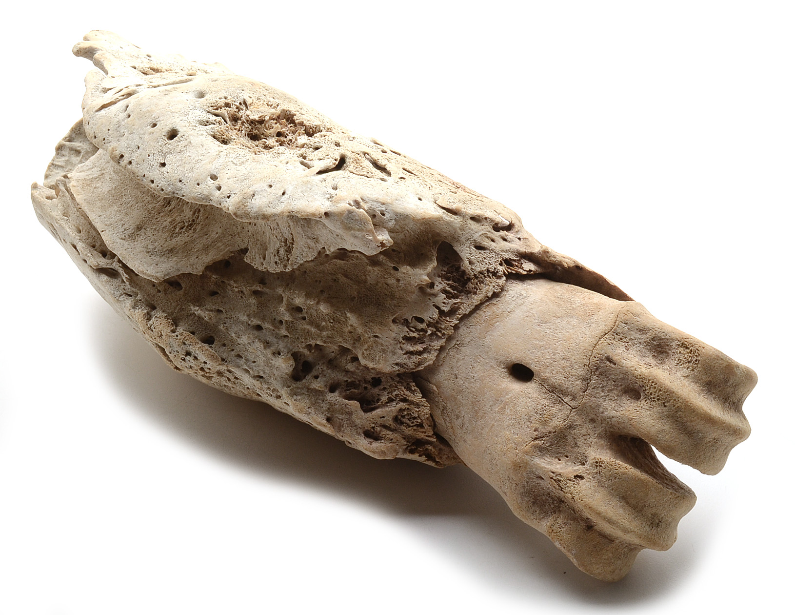 Two Moose Bones with Evidence of Healed Break