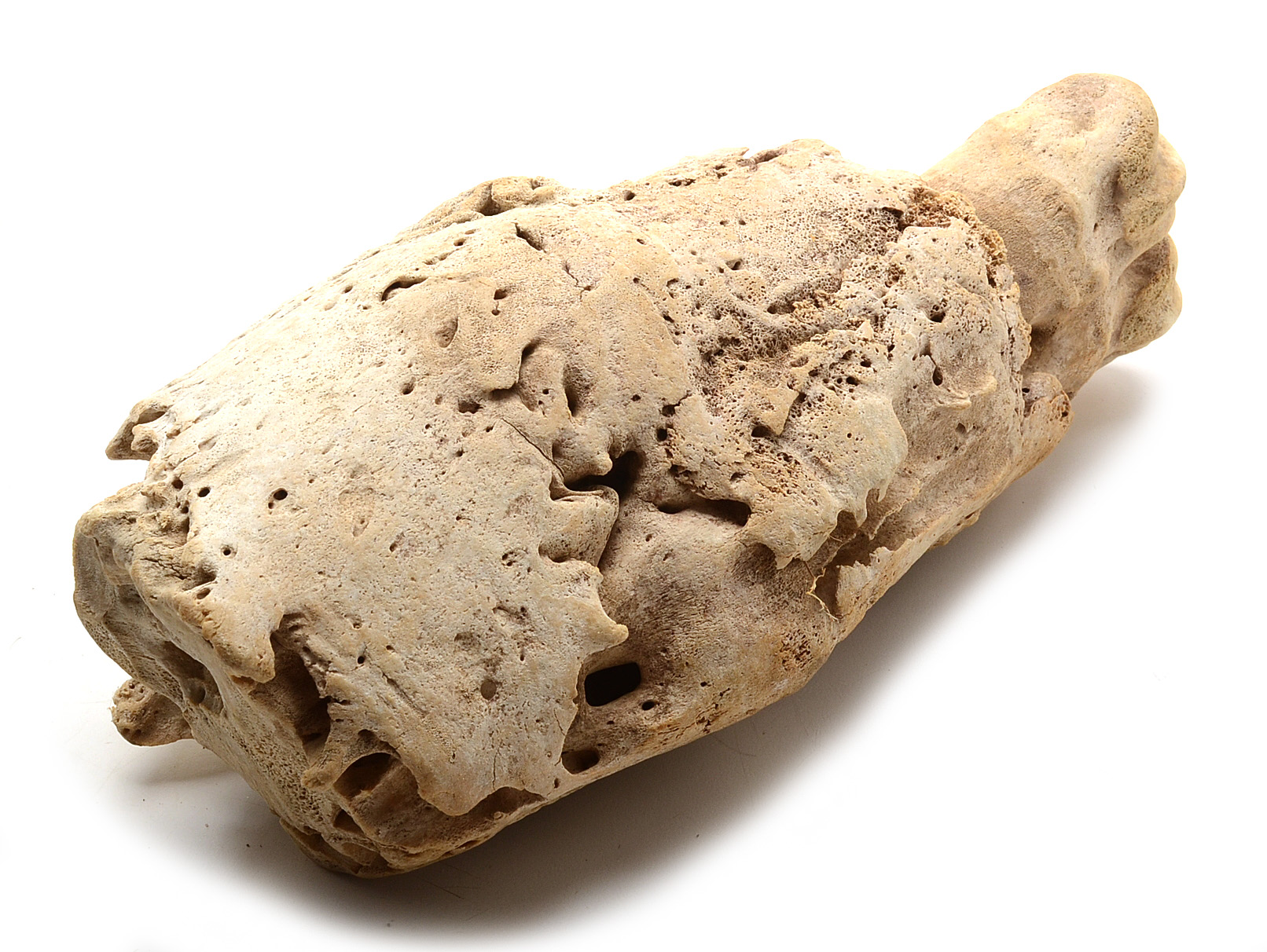 Two Moose Bones with Evidence of Healed Break