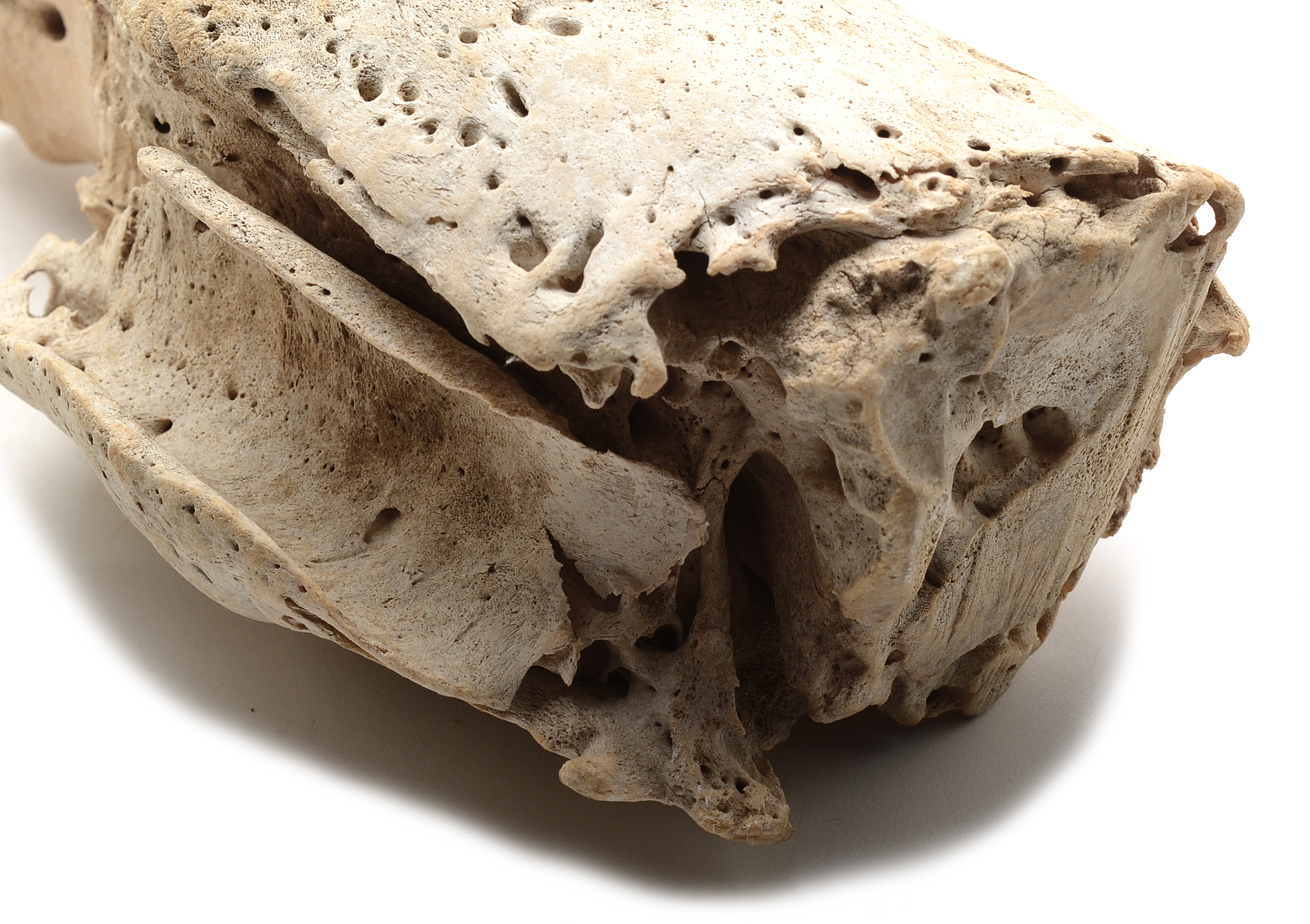 Two Moose Bones with Evidence of Healed Break